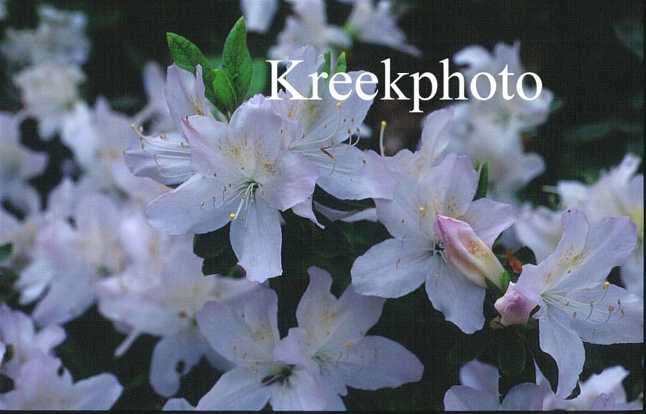 Rhododendron mucronatum