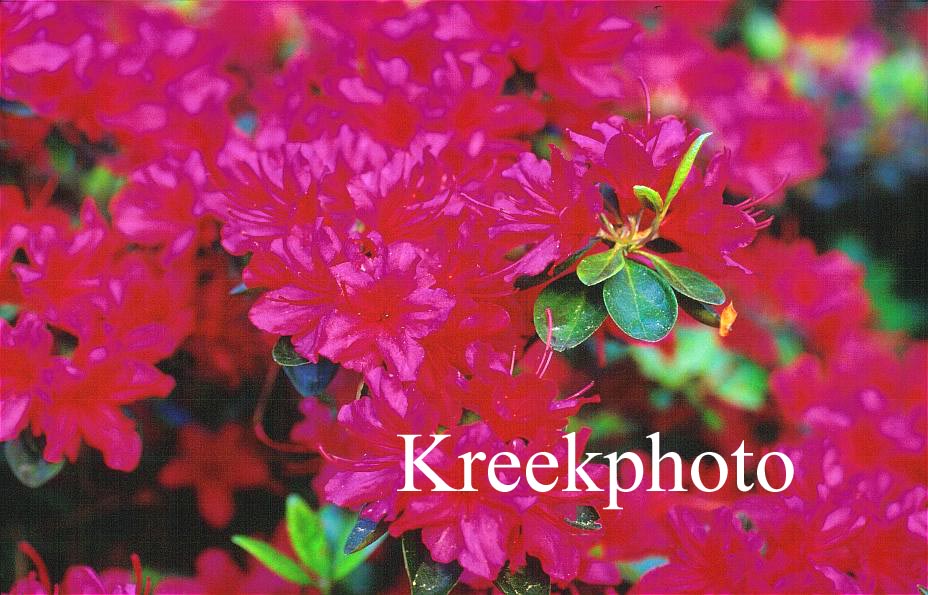 Azalea 'Campfire'
