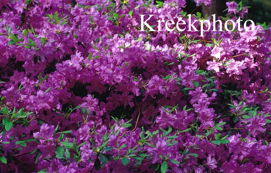Plantentuin Esveld