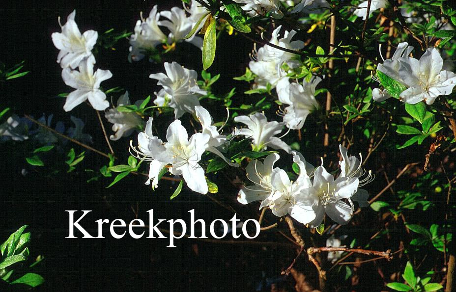 Azalea 'Cascade'