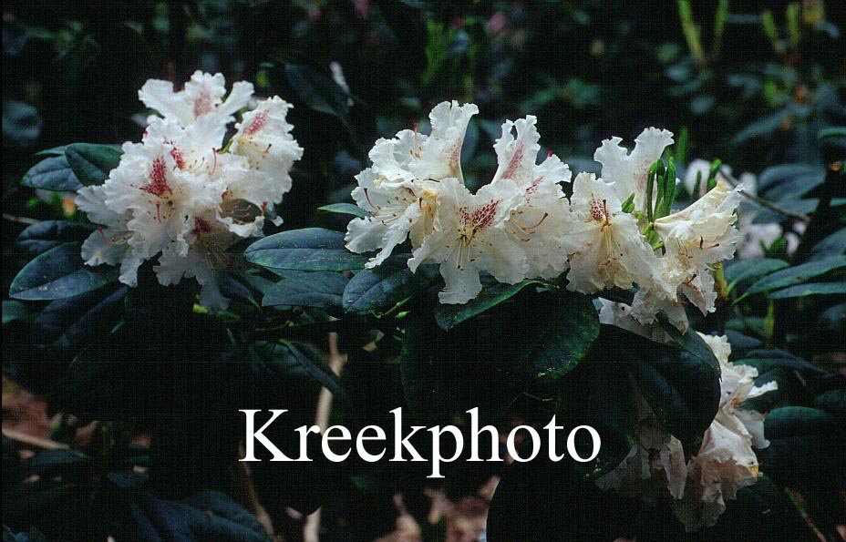 Abbildung und Beschreibung von Rhododendron 'Le Progres'