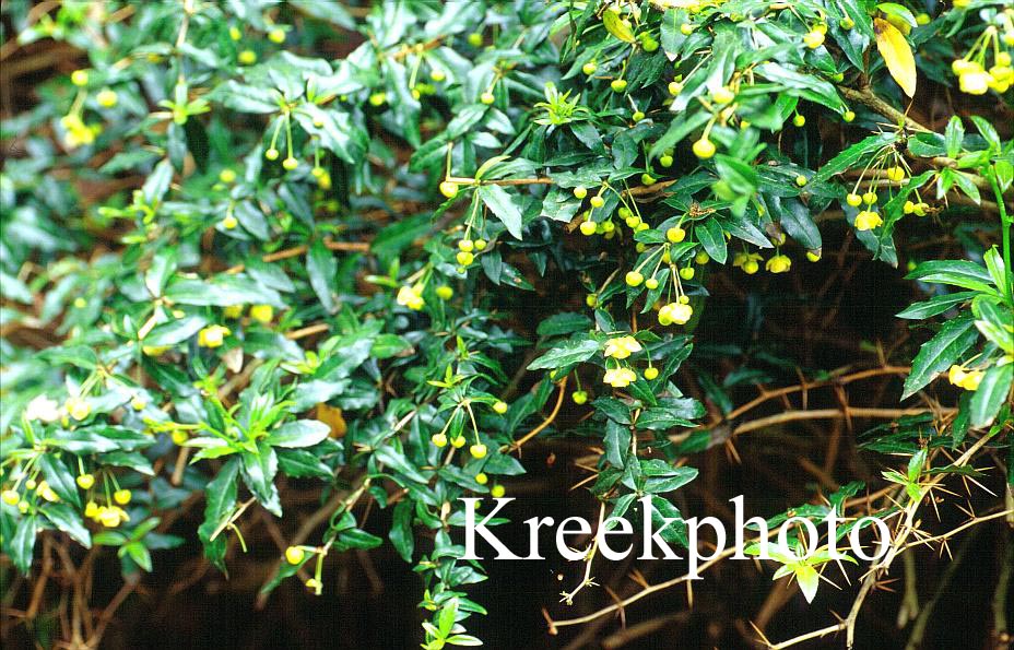 Berberis hypokerina