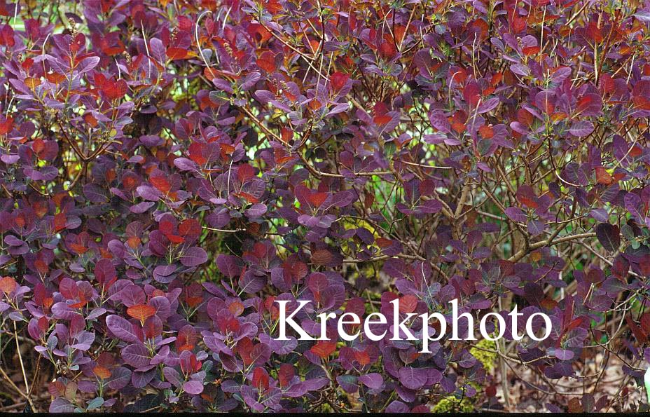 Cotinus coggygria 'Rubrifolius'