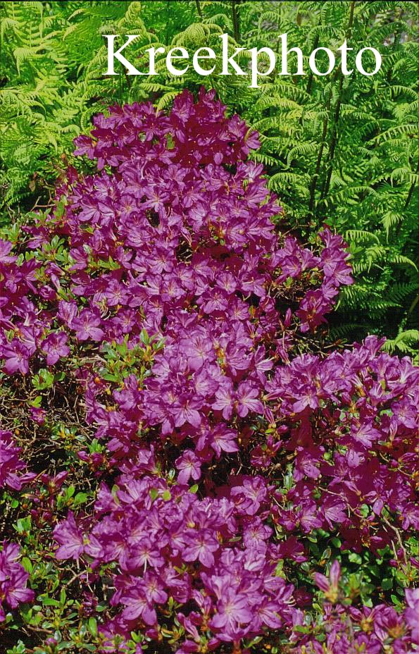 Azalea 'Diamant Paars'