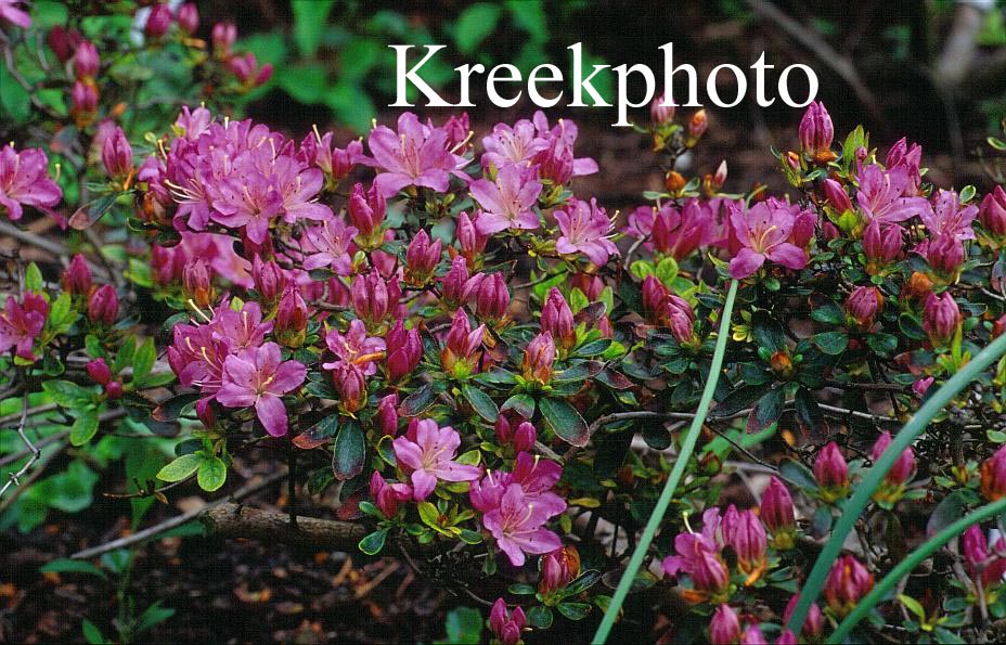 Azalea 'Diamant Rose'