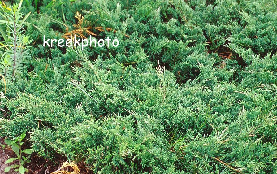 Juniperus horizontalis 'Douglasii'