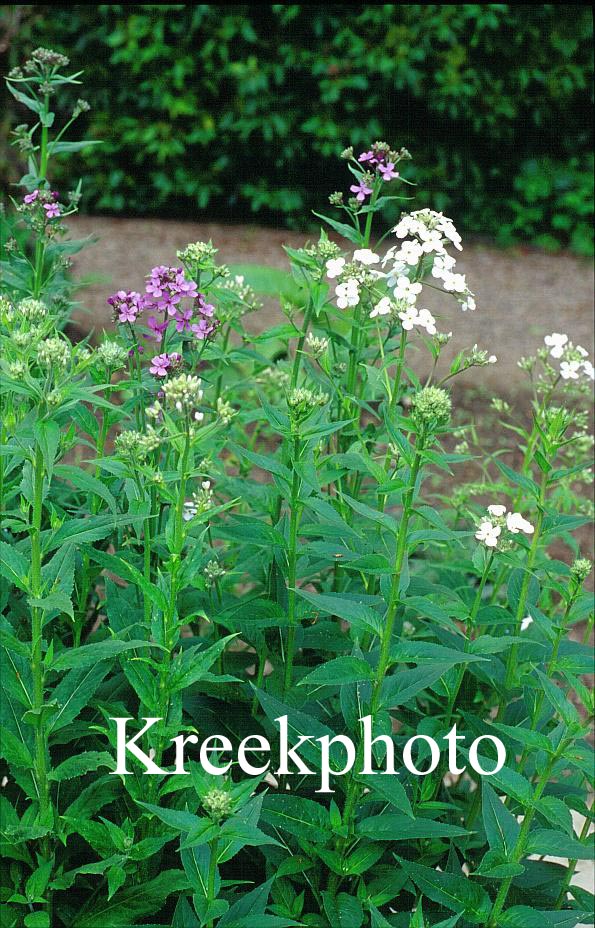 Hesperis matronalis