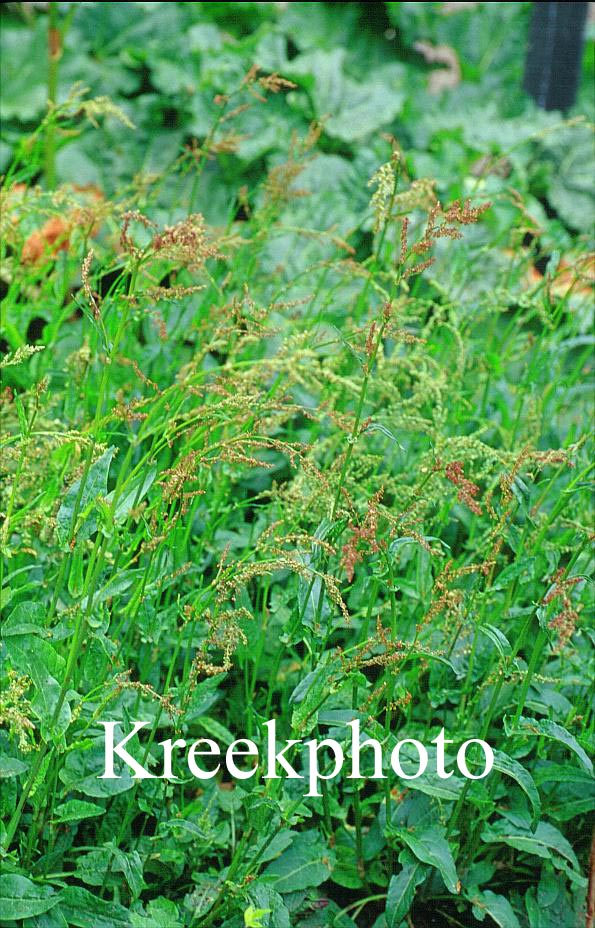 Rumex acetosa