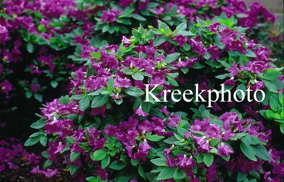 Azalea 'Königstein'