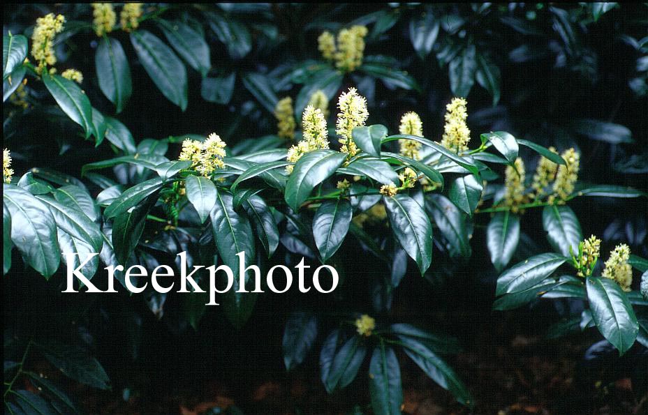 Prunus laurocerasus 'Zabeliana'