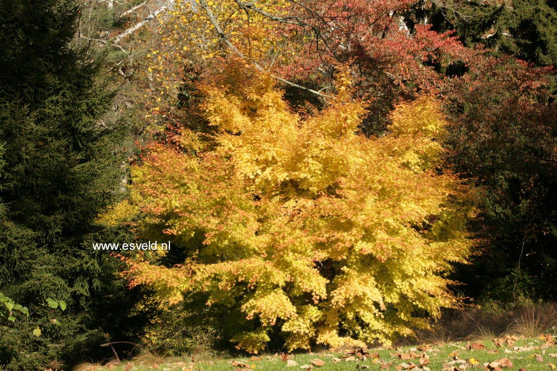 Acer palmatum 'Sango kaku'