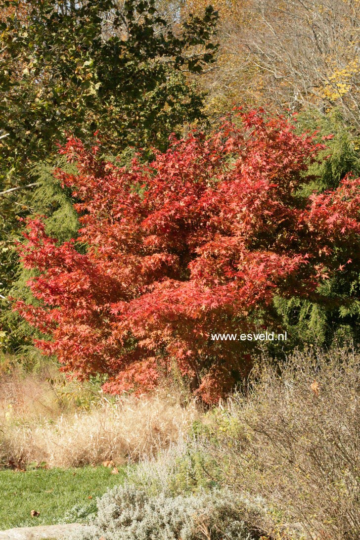 Acer palmatum 'Ohsakazuki'