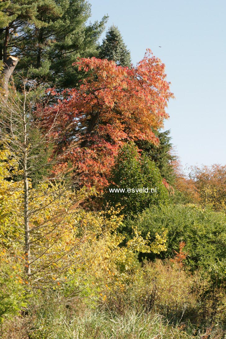 Oxydendrum arboreum