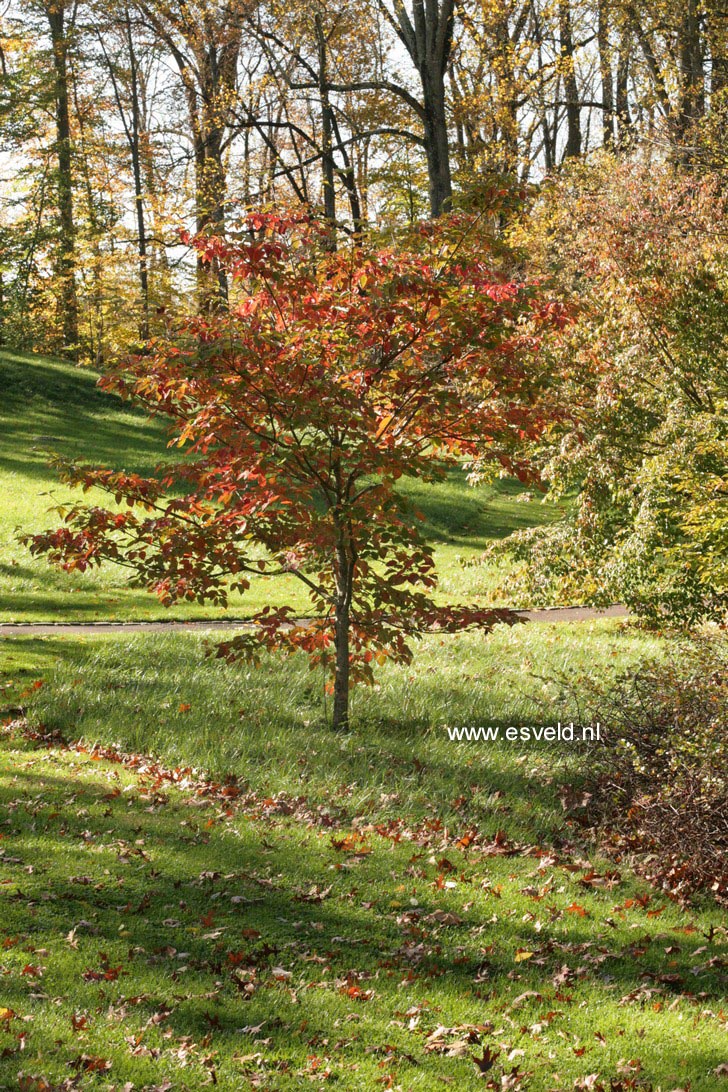 Cornus 'Ormonde'