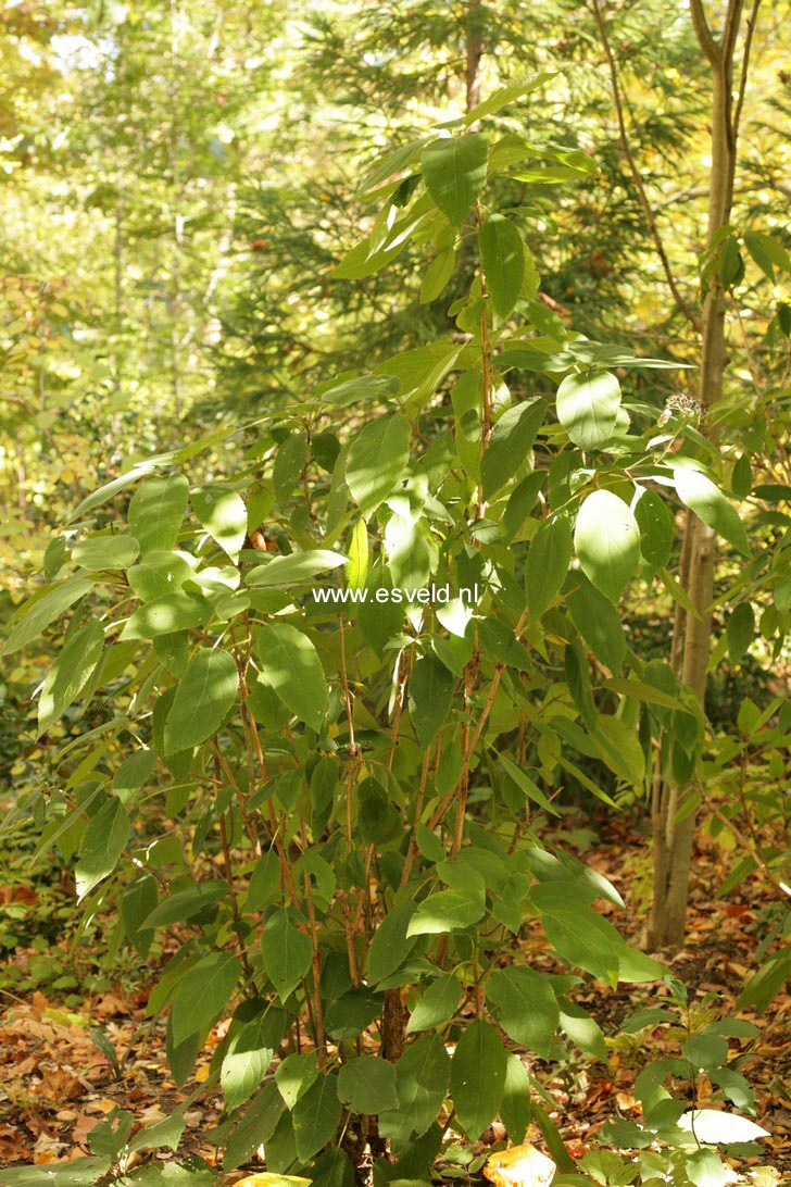 Hydrangea aspera