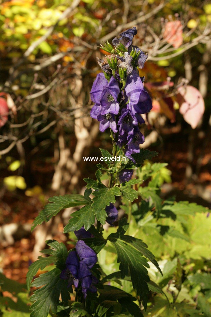 Aconitum carmichaelii 'Arendsii'