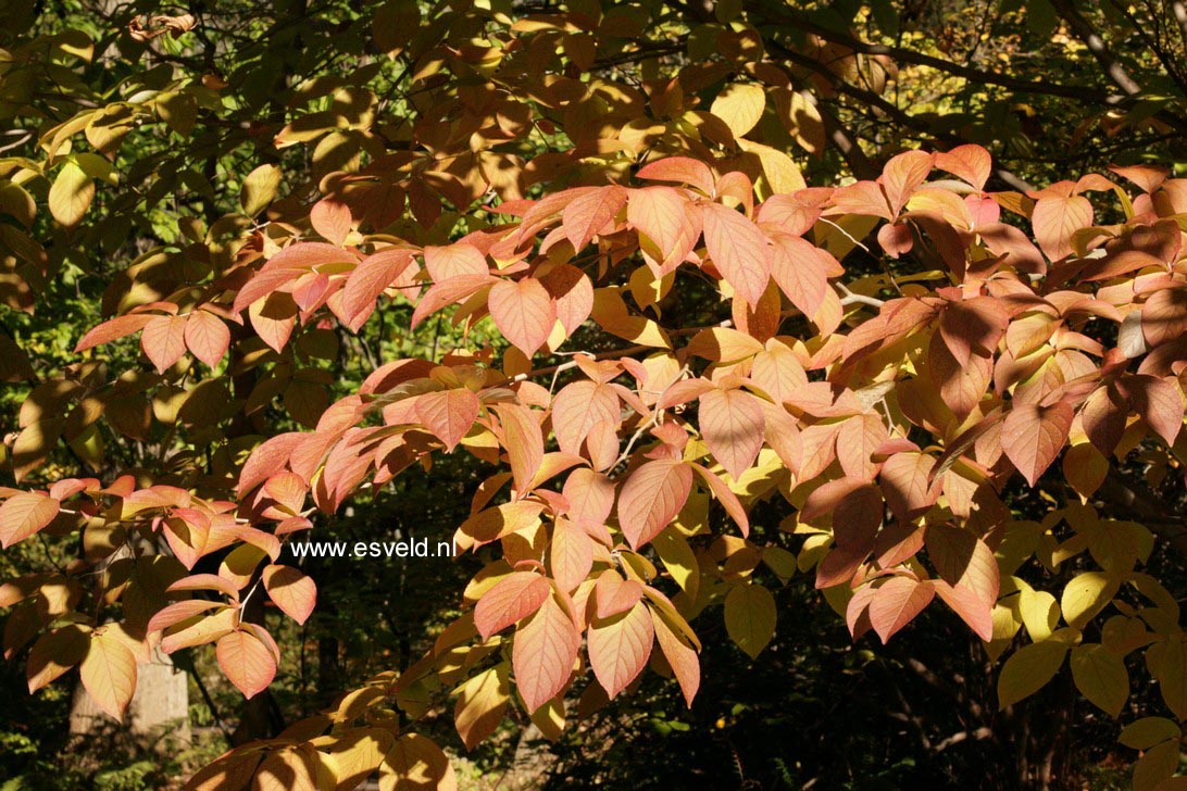 Stewartia pseudocamellia