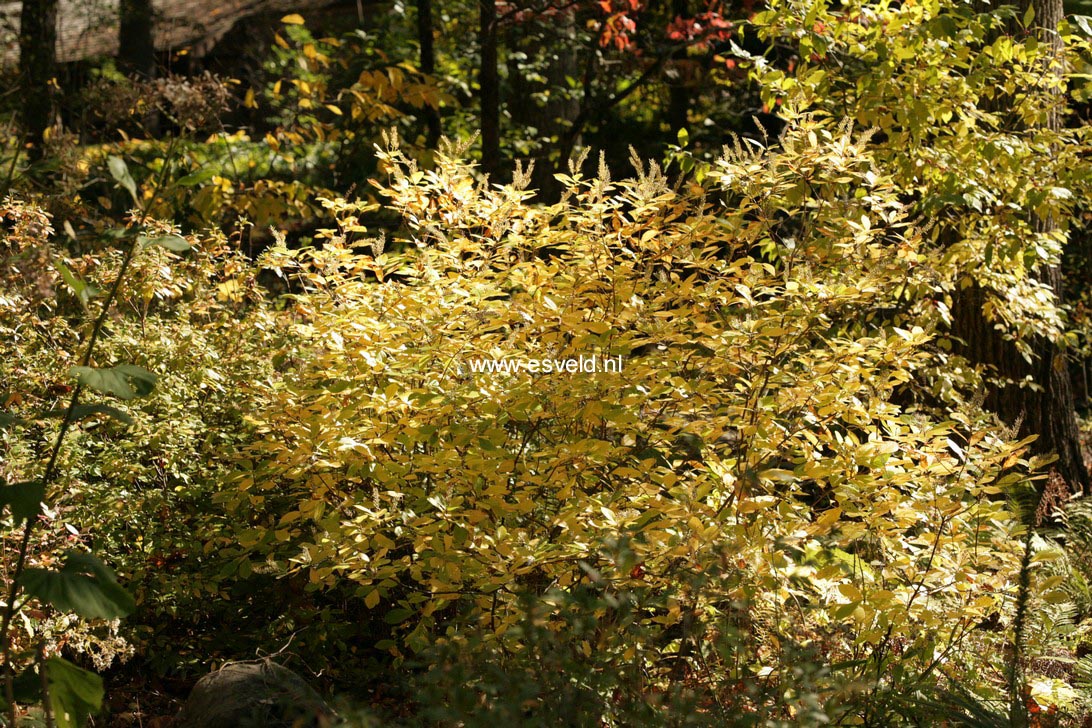 Clethra alnifolia