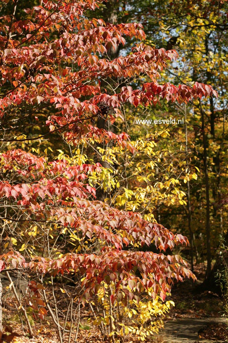 Cornus kousa