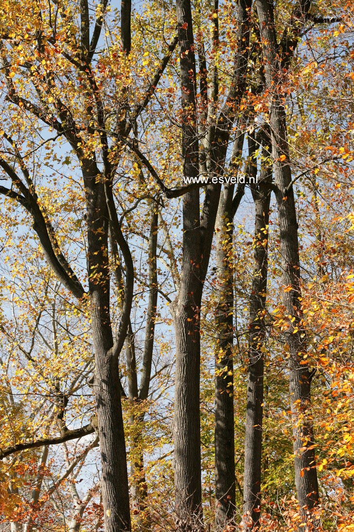 Liriodendron tulipifera