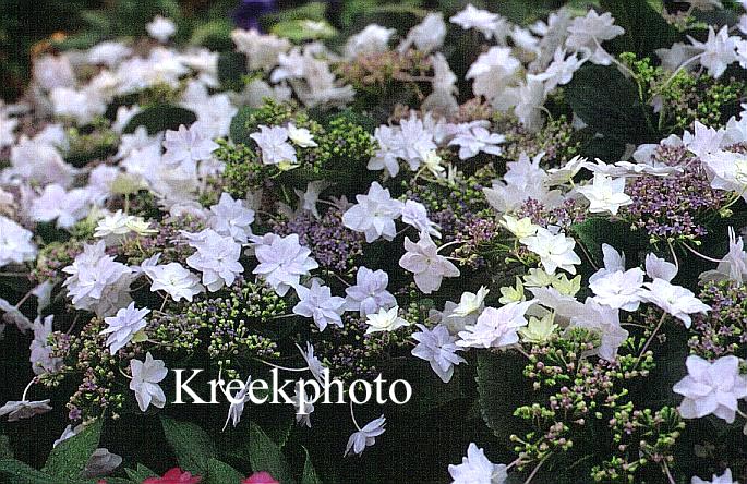 Hydrangea macrophylla 'Sumida-no-hanabi'