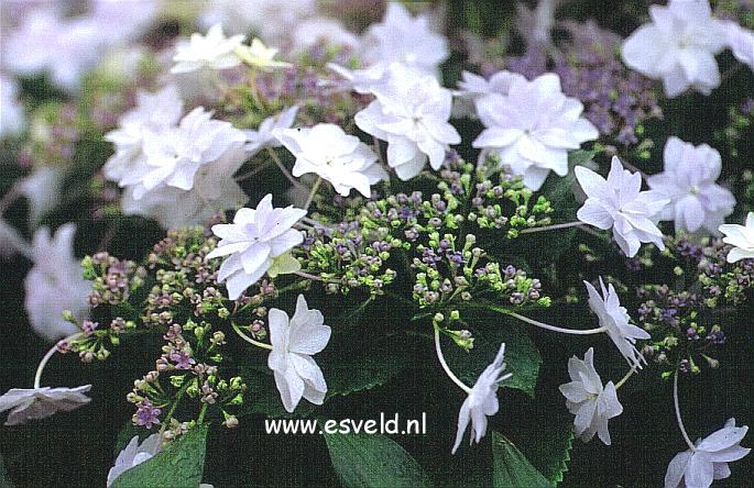 Hydrangea macrophylla 'Sumida-no-hanabi'