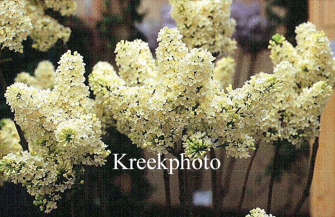 Syringa vulgaris 'Primrose'