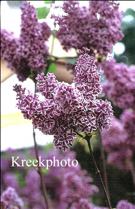 Syringa vulgaris 'Sensation'