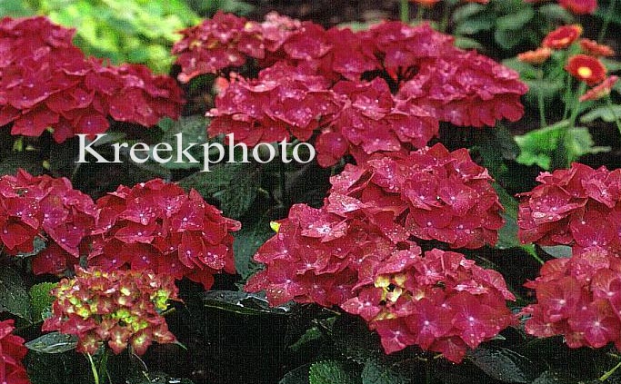 Hydrangea macrophylla 'Green Shadow'