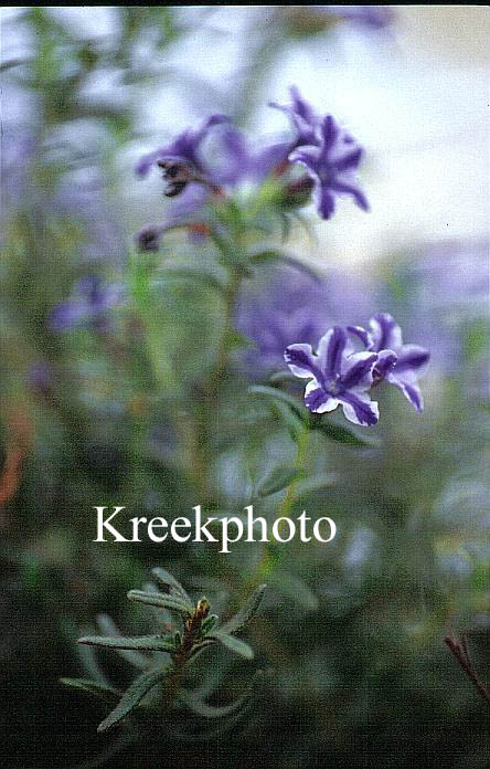 Lithodora diffusa 'Star'