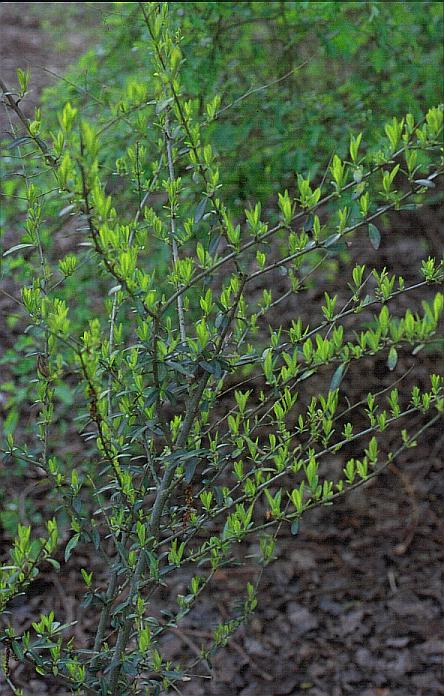 Ligustrum quihoui