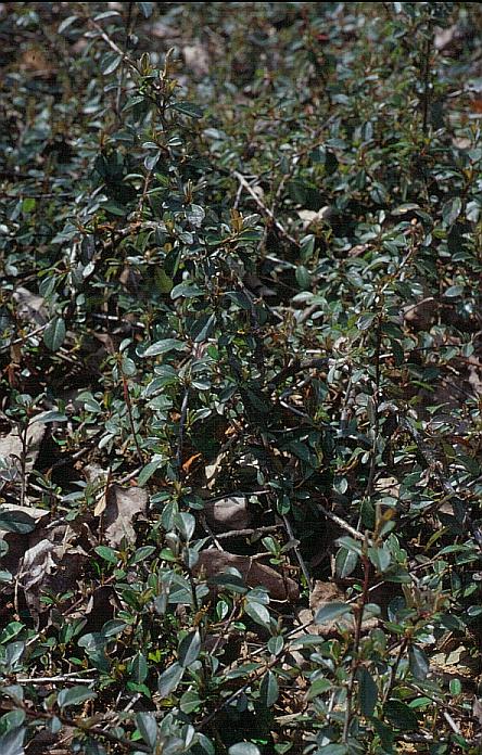 Cotoneaster radicans 'Eichholz'