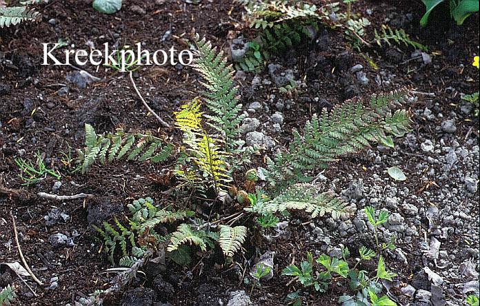 Polystichum aculeatum