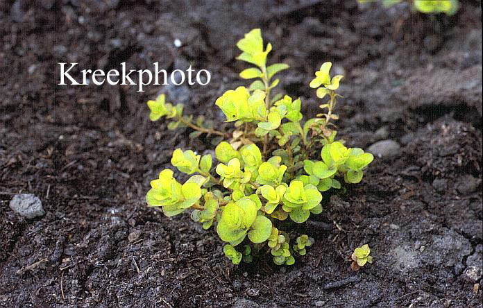 Lysimachia nummularia 'Aurea'