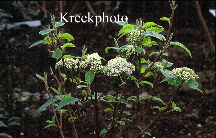 Viburnum lantana 'Mohican'