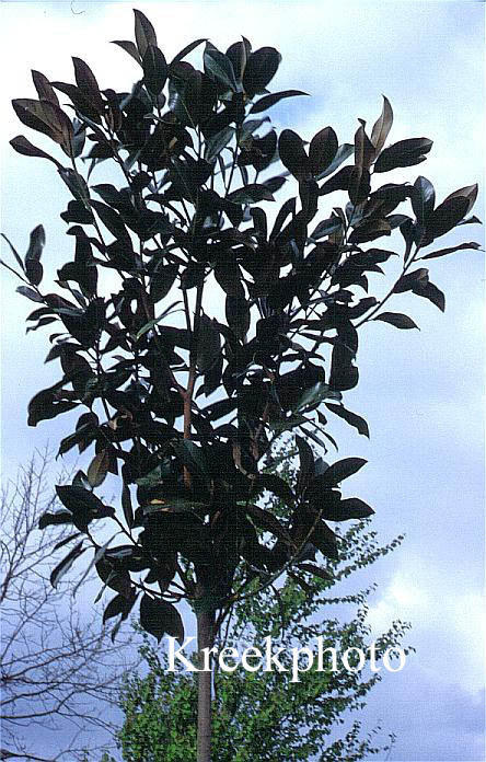 Magnolia grandiflora 'Galissonniere'