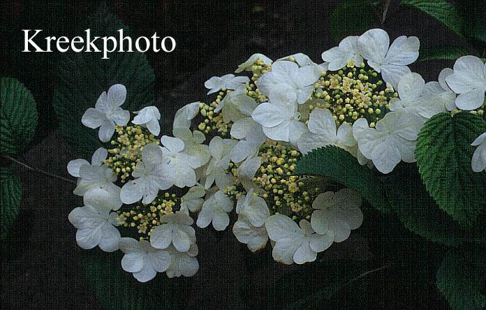 Viburnum plicatum 'Shoshoni'