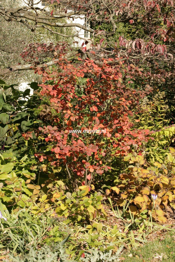 Fothergilla gardenii 'Mount Airy'