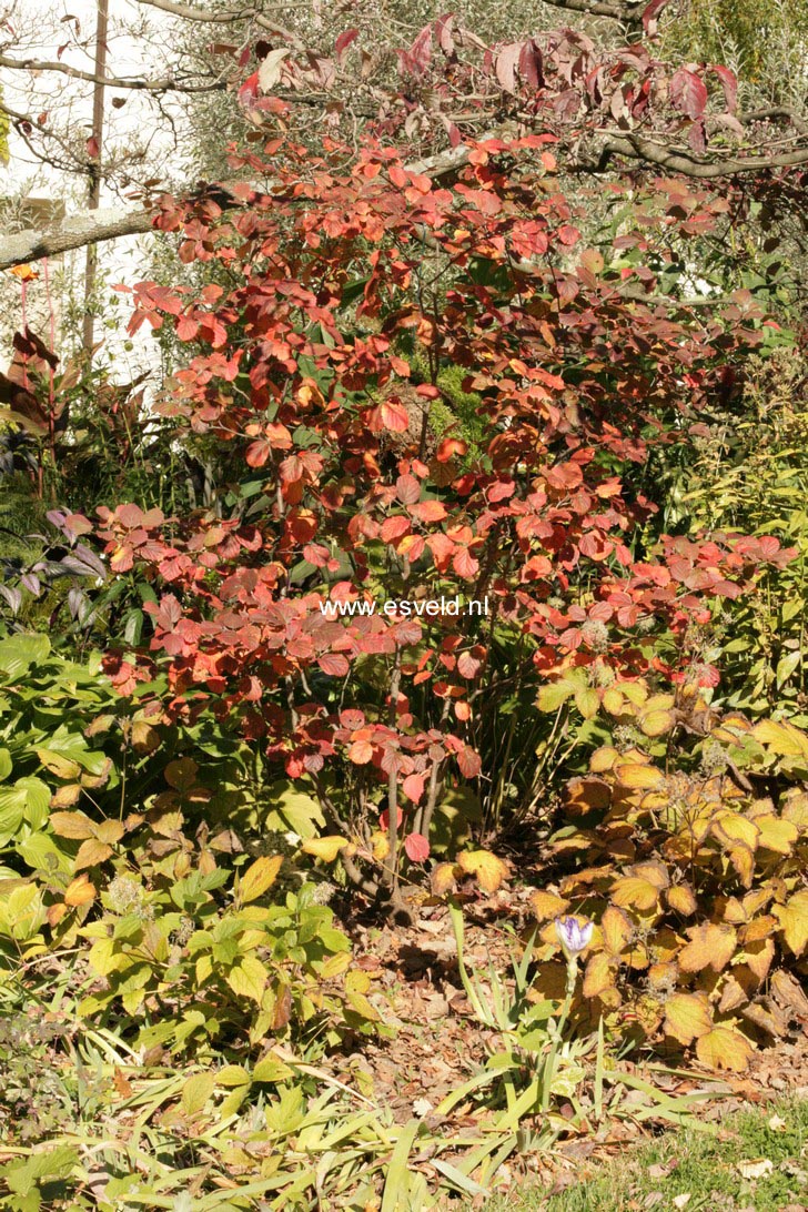 Fothergilla gardenii 'Mount Airy'