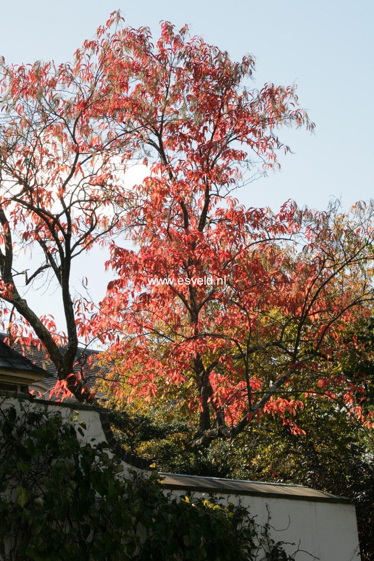 Oxydendrum arboreum