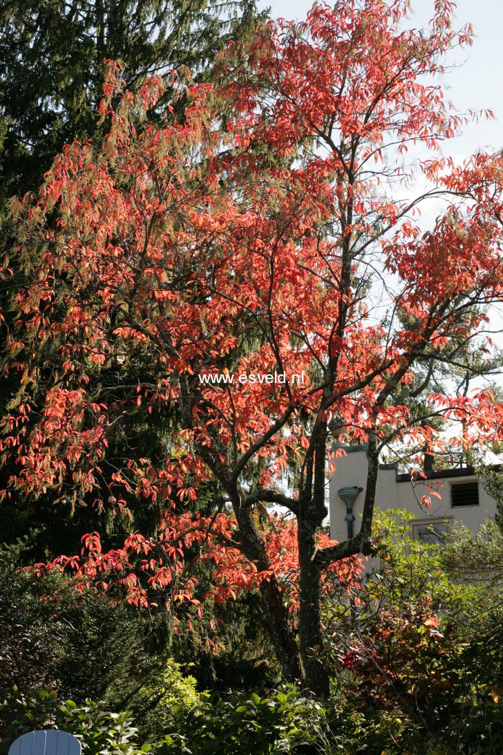 Oxydendrum arboreum