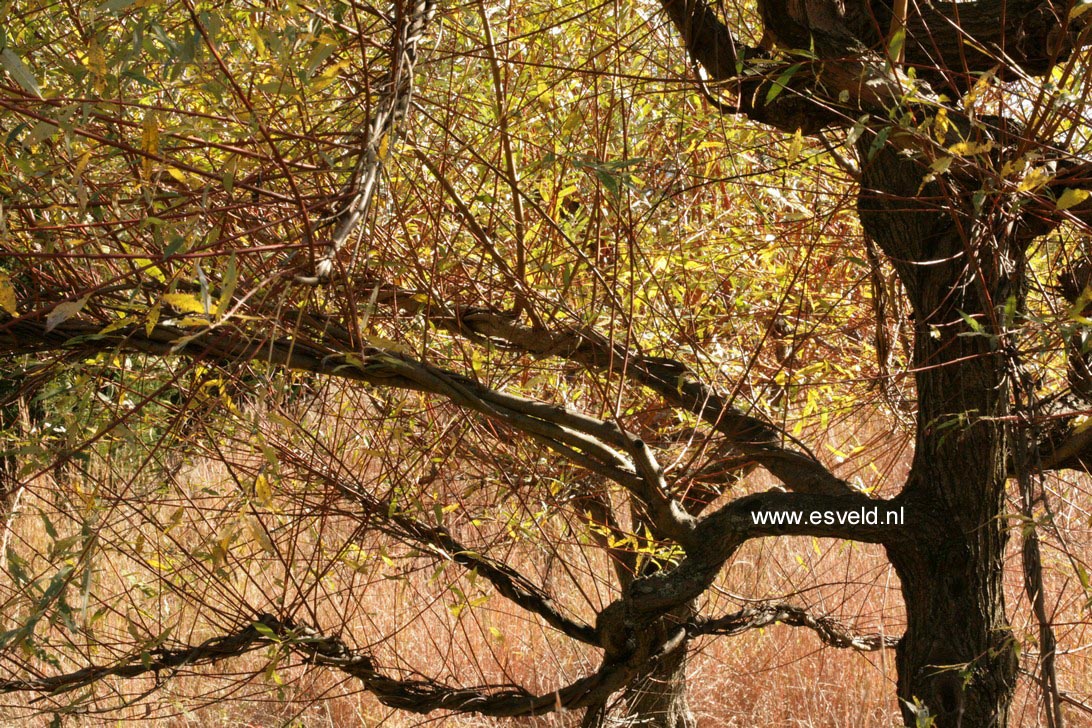 Salix alba 'Chermesina'