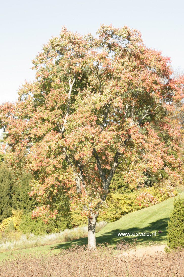 Acer rubrum