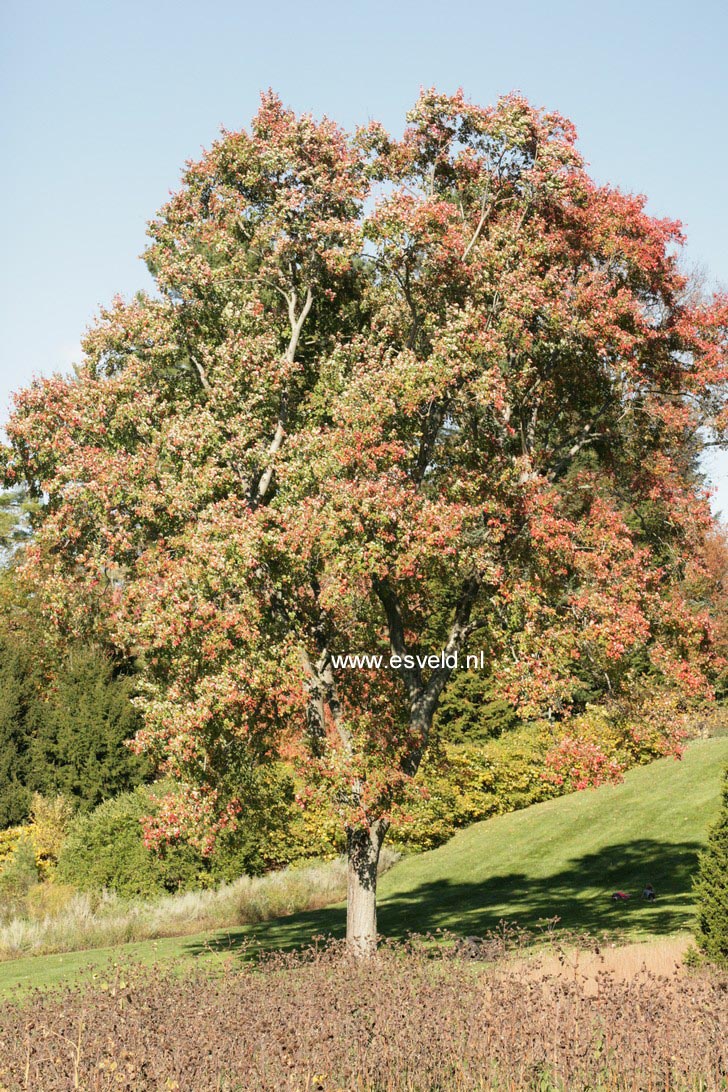 Acer rubrum