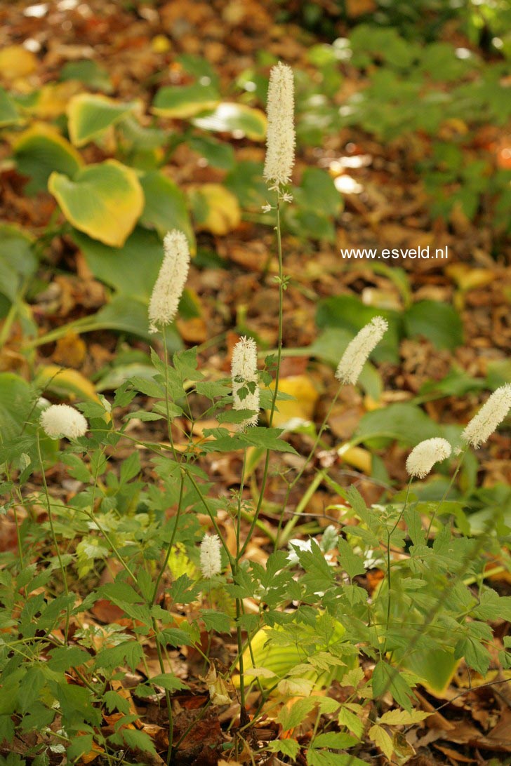 Actaea simplex 'White Pearl'