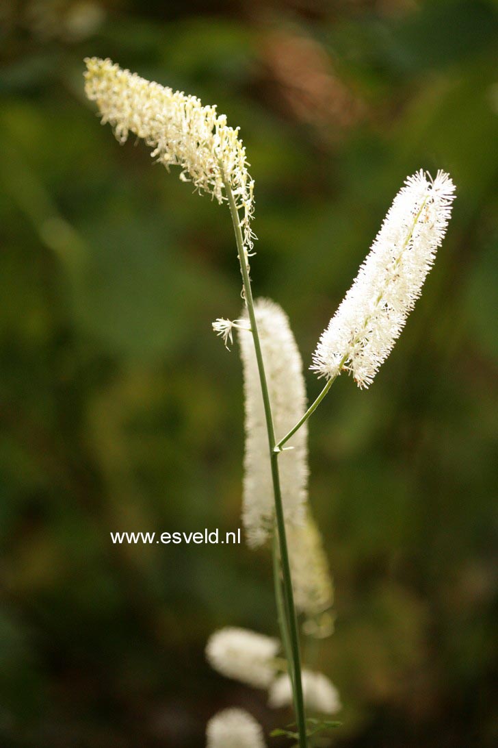 Actaea simplex 'White Pearl'