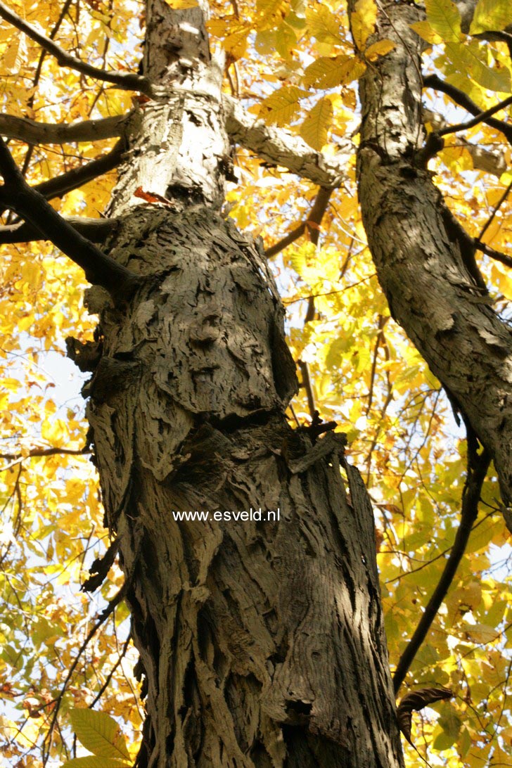 Carya ovata