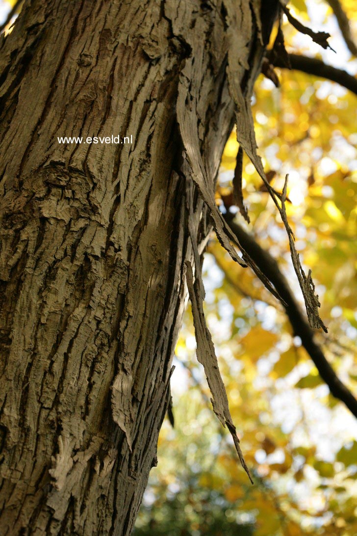 Carya ovata