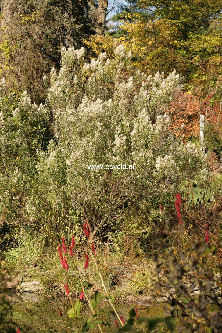 Baccharis halimifolia