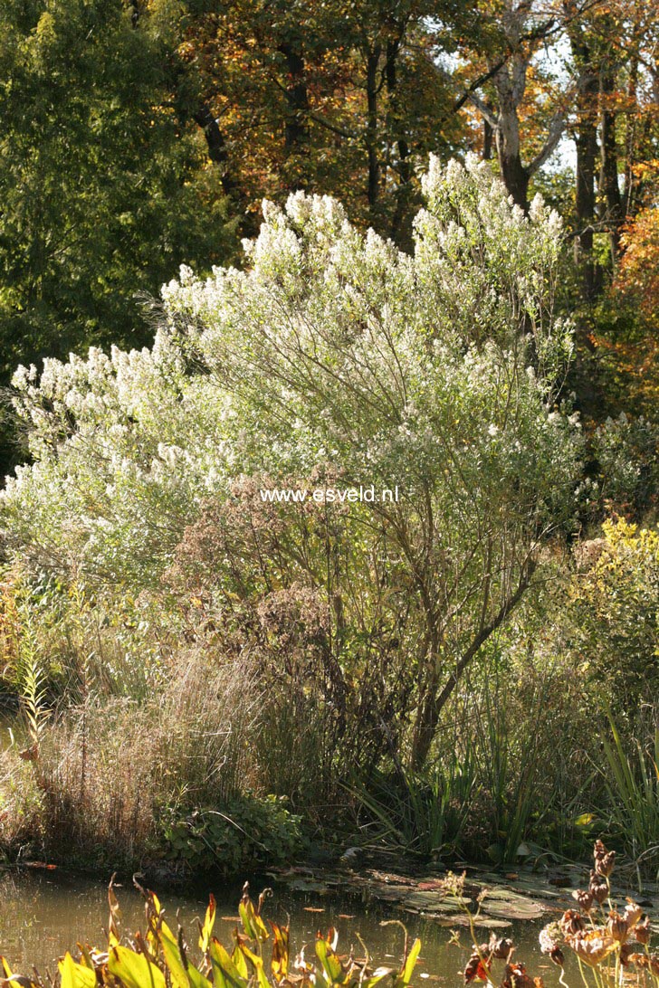 Baccharis halimifolia